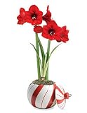 Red Lion Amaryllis in Candy Cane Planter
