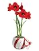 Red Lion Amaryllis in Candy Cane Planter