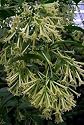 Night Blooming Jasmine Plant - Cestrum nocturnum - 4" Pot