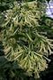 Hirt's Night Blooming Jasmine Plant - Cestrum nocturnum - 4" Pot