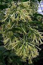 Night Blooming Jasmine Cestrum Plant