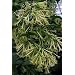 Hirt's Night Blooming Jasmine Plant - Cestrum nocturnum - 4" Pot