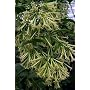 Night Blooming Jasmine Cestrum Plant