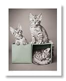 Bengal Kittens by Rachael Hale 19.75x15.75 Art Print Poster