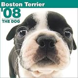Boston Terrier 2008 Calendar