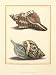 Antiquarian Shells IV - Filippo Buonanni Art Print Poster 18 x 24