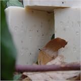 Handcrafted Brazilian Rain Forest Copaiba Soap with Cocoa Butter and Tree Leaves 41vU3ZwUW6L. SL160 Handcrafted Brazilian Rain Forest Copaiba Soap with Cocoa Butter and Tree Leaves