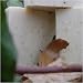Handcrafted Brazilian Rain Forest Copaiba Soap with Cocoa Butter and Tree Leaves
