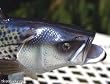 Taxidermy 12" Fiberglass Striped Bass Sculpture Statue