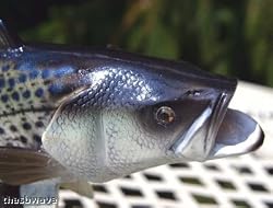 Taxidermy 12" Fiberglass Striped Bass Sculpture Statue