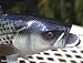 Taxidermy 12" Fiberglass Striped Bass Sculpture Statue