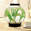 BiOrb 60 Cold Water Aquarium with Halogen Light Black