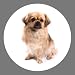 New Tibetan Spaniel Dog Breed Keyring