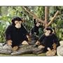 Jeepers Peepers Blackjack Chimp