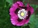 100 Poppy Flower Seeds. Grape Poppies. Papaver somniferum.