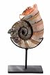Ammonite