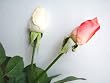 Artifical Flora Real Touch Rose - Flower 12pcs