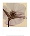 Hellebore - Steven Meyers Art Print Poster 10 x 12