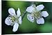 Canvas Prints of USH-1071 BLACKBERRY Bramble - Flowers / blossom from Ardea Wildlife Pets
