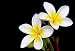 Glorious Frangipani or Plumeria Flowers, with Black Background. - 24