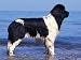 Landseer / Newfoundland Standing at the Beach Animals Photographic Poster Print by Adriano Bacchella, 16x12