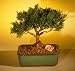 Bonsai Boy's Starter Kit - Shimpaku Juniper Make Your Own Bonsai Tree