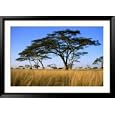 Acacia Trees on Serengeti Plains, Serengeti National Park, Tanzania Framed Photographic Poster Print by Dennis Johnson, 45x32