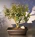 Bonsai Boy's Flowering Dwarf Firebush hamelia patens compacta