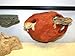 Magnaturals Large Hideaway Mojave - Magnetic Decor
