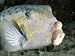Cube Trunkfish / Yellow Boxfish, Layang Layang Atoll, Malaysia Art Photographic Poster Print by Doug Perrine, 16x12
