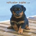 Rottweiler Puppies 2008 Wall Calendar