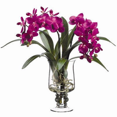 16hx14wx14l Phalaenopsis Orchid In Glass Vase Violet Where To Buy