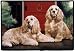 cocker_spaniel2cocker spaniel - Cocker Spaniel Porch Doormat