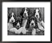 Five Large Spaniel Puppies Crowded in a Basket Owner: Browne Framed Art Poster Print by Thomas Fall, 22x18