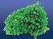 Natures Image No. 117A Umbrella Plant Green 8in x 6.75in x 3.75in Goniopora minor Coral Reproduction