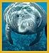 Manatee- Cruising Bookmark Image