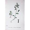 BOTANY PLANTS c1902 FLOWERED VENUS-LOOKING-GLASS COLOUR