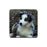 Australian Shepherd Puppy Rubber Square Coaster (4 pack)