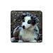 Australian Shepherd Puppy Rubber Square Coaster (4 pack)