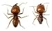 How to Get Rid of Termites