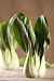 Chinese Cabbage Bok Choy Pak-choi on Rustic Brown Background - 24