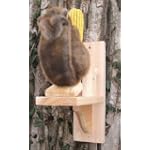 See-Saw Squirrel Feeder