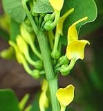 Amazon / Hirt's: Aristolochia Birthwort Vine 10 Seeds