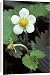 Canvas Prints of Wild Strawberry from Ardea Wildlife Pets