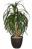 Eigenschaften tropical.garden  / Elefantenfuss - Beaucarnea recurvata - 5 Samen