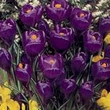 from Sycamore Trading Sycamore Trading Crocus Bulbs Large Flowered Hybrids x 50