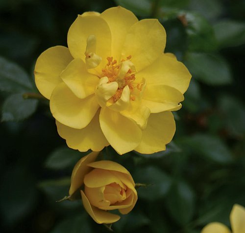 OSO EASY® Lemon Zest Rose -Disease Resistant/Fragrant/Rebloomer-Proven Winners OSO EASY® Lemon Zest Rose -Disease Resistant/Fragrant/Rebloomer-Proven Winners