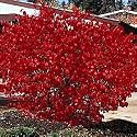 50 BURNING BUSH Kochia Scoparia Shrub Seeds