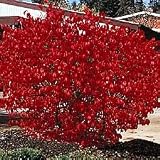50 BURNING BUSH Kochia Scoparia Shrub Seeds