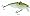 Green Gizziard Shad